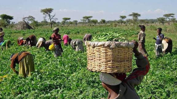 Dr. Alausa, Sabi Abdullahi Unveil New Agricultural Curriculum to Tackle Food Crisis