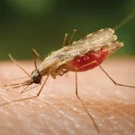 Group Raises Alarm Over Nigeria’s High Malaria Deaths