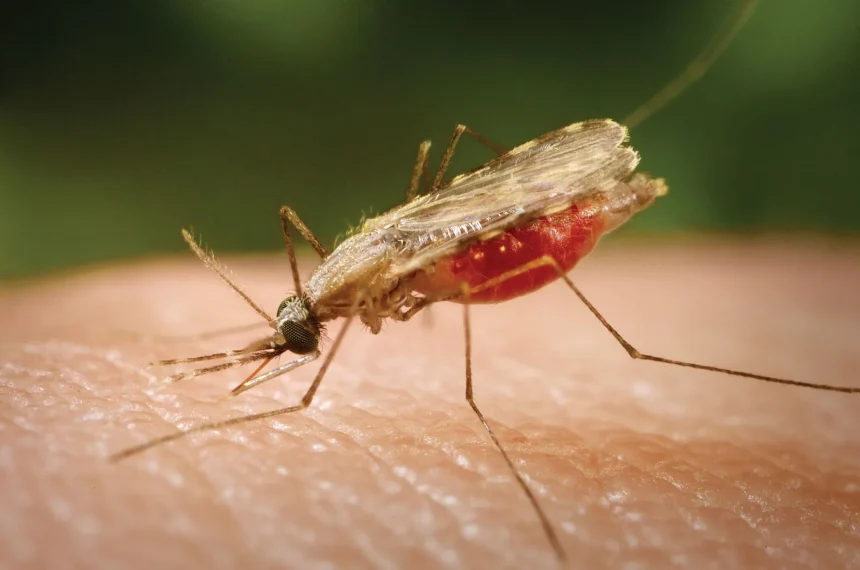 Group Raises Alarm Over Nigeria’s High Malaria Deaths