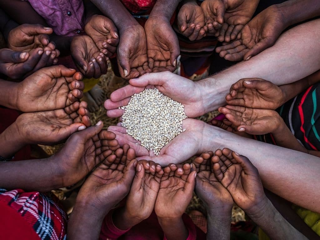 FG Launches New Wheat Programme to Strengthen Food Security