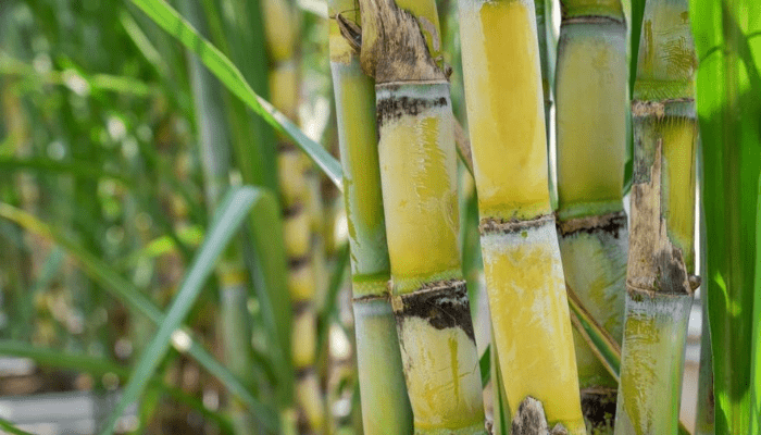 Nigeria Launches Sugarcane Outgrower Development Programme to Boost Local Sugar Production