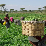 FG Unveils New Agricultural Reforms to End Hunger, Boost Food Production