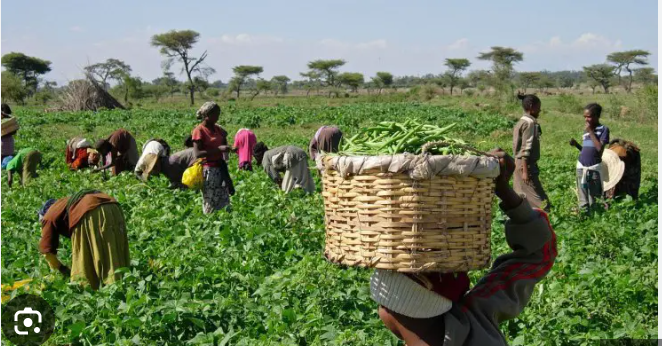 FG Unveils New Agricultural Reforms to End Hunger, Boost Food Production