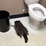 Tipsy Raccoon Causes Whisky Rampage in Virginia Liquor Store