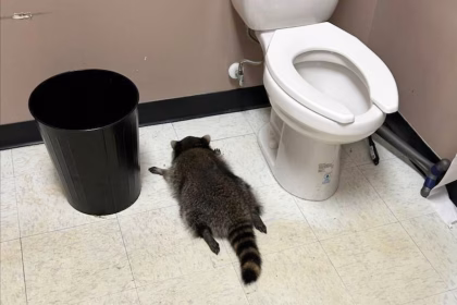 Tipsy Raccoon Causes Whisky Rampage in Virginia Liquor Store