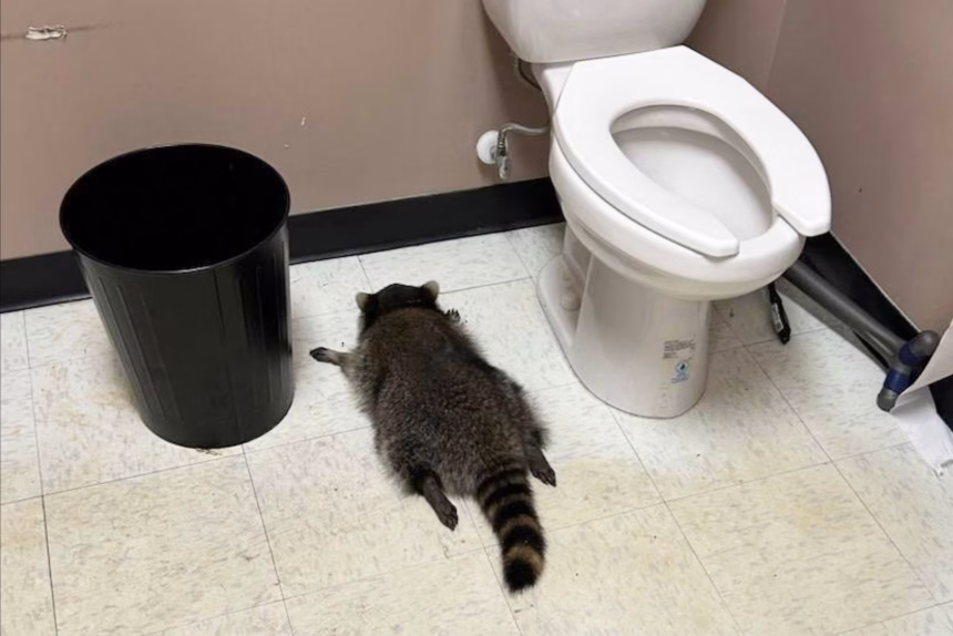 Tipsy Raccoon Causes Whisky Rampage in Virginia Liquor Store
