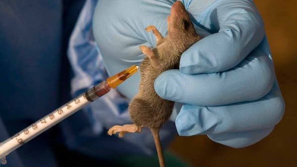 Lassa Fever Outbreak in Nigeria: How to Stay Safe