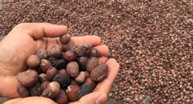 Shea Nuts