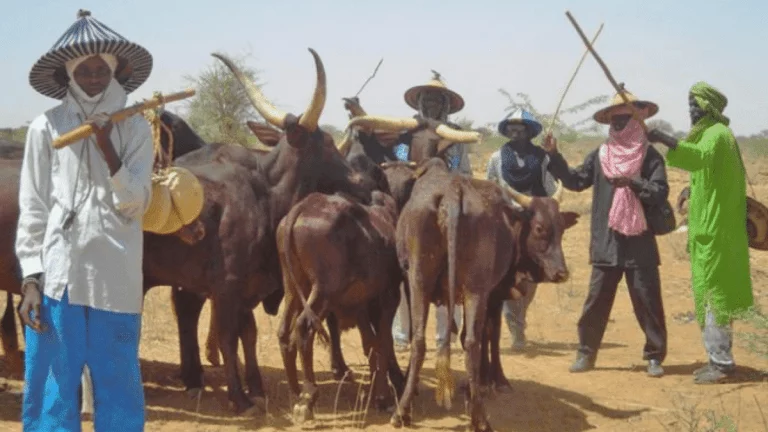 Miyetti Allah Rejects US Sanctions Move