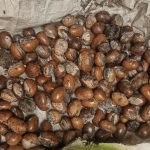 Shea Nut | Photo credit: Harvest Oasis Ltd
