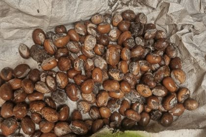 Shea Nut | Photo credit: Harvest Oasis Ltd