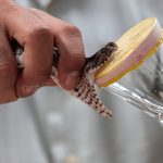 Health Workers Warn as Antivenom Gaps Undermine Snakebite Treatment