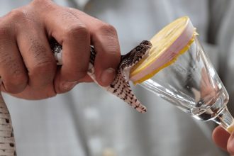 Health Workers Warn as Antivenom Gaps Undermine Snakebite Treatment