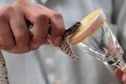 Health Workers Warn as Antivenom Gaps Undermine Snakebite Treatment