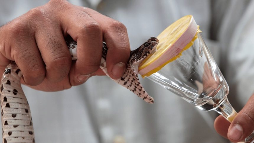 Health Workers Warn as Antivenom Gaps Undermine Snakebite Treatment