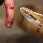 Lawmakers Demand Mandatory Antivenom