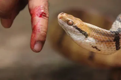 Lawmakers Demand Mandatory Antivenom