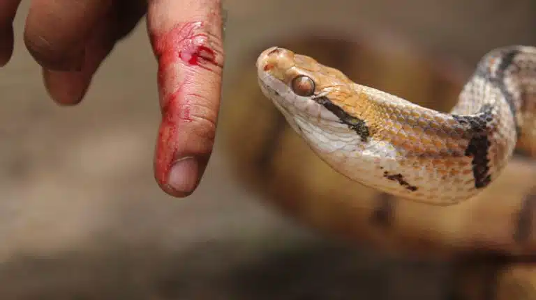 Lawmakers Demand Mandatory Antivenom