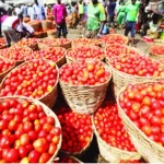 Tomato Prices to Drop During Ramadan