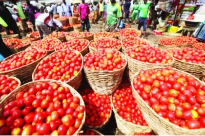 Tomato Prices to Drop During Ramadan