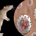 Lassa Fever Outbreak in Nigeria: How to Stay Safe