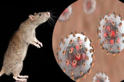 Lassa Fever Outbreak in Nigeria: How to Stay Safe