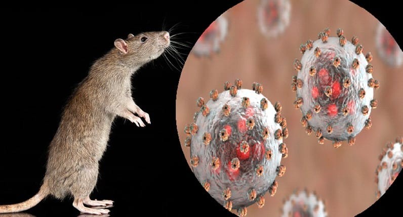 Lassa Fever Outbreak in Nigeria: How to Stay Safe