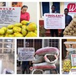 Drug Bust: Cocaine Concealed in Dry Fish Intercepted in Lagos