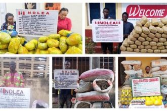 Drug Bust: Cocaine Concealed in Dry Fish Intercepted in Lagos