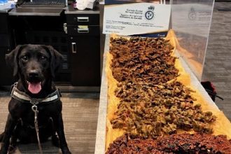 Detector Dog Nabs Nigerian with Undeclared Kilishi at Airport