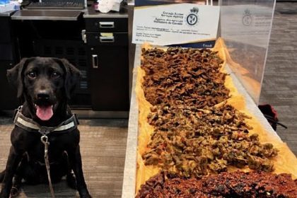 Detector Dog Nabs Nigerian with Undeclared Kilishi at Airport