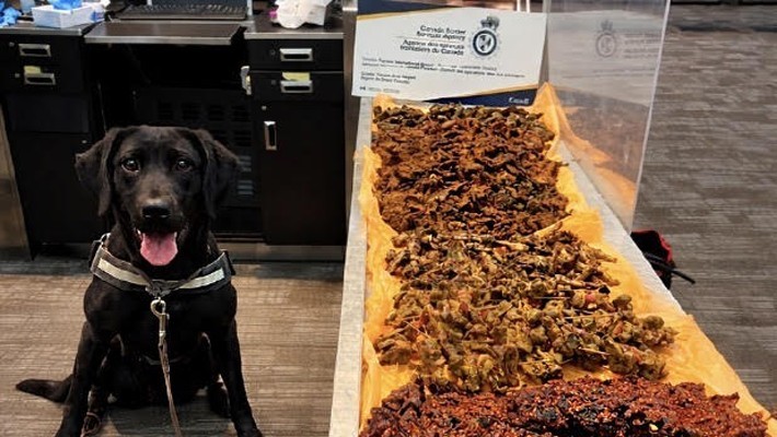 Detector Dog Nabs Nigerian with Undeclared Kilishi at Airport
