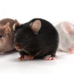 Lassa Fever Hits Oyo, Government Activates Emergency Response