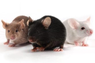 Lassa Fever Hits Oyo, Government Activates Emergency Response