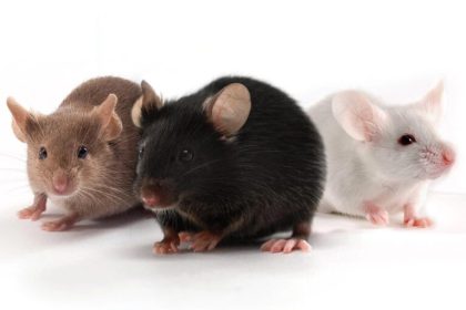 Lassa Fever Hits Oyo, Government Activates Emergency Response