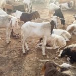 Lagos bans roadside ram sales ahead of Eid-el-Kabir