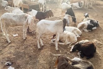 Lagos bans roadside ram sales ahead of Eid-el-Kabir