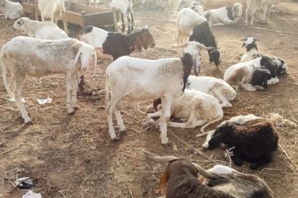 Lagos bans roadside ram sales ahead of Eid-el-Kabir