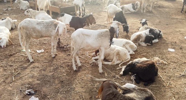 Lagos bans roadside ram sales ahead of Eid-el-Kabir