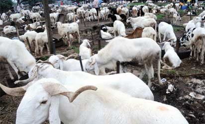 Lagos bans roadside ram sales ahead of Eid-el-Kabir