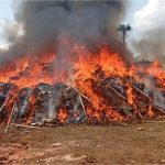 Marwa Leads Destruction of ₦2.8bn Drug Haul in Edo