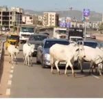 FG Identifies 470 Grazing Reserves to End Cattle Roaming