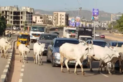 FG Identifies 470 Grazing Reserves to End Cattle Roaming