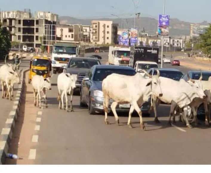 FG Identifies 470 Grazing Reserves to End Cattle Roaming
