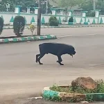 Stray Dog Invades Ebonyi Government House