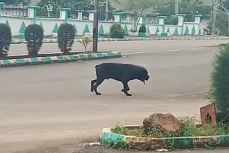 Stray Dog Invades Ebonyi Government House