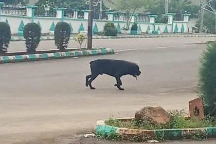 Stray Dog Invades Ebonyi Government House