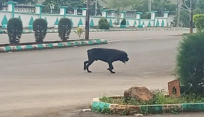 Stray Dog Invades Ebonyi Government House