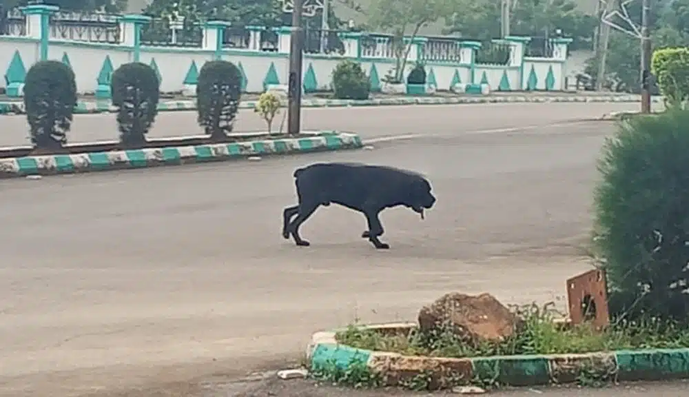 Stray Dog Invades Ebonyi Government House