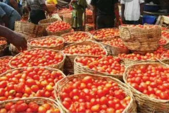 Tomato Prices To Fall From August